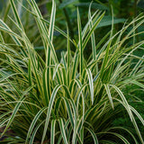 Green boutiQ - Siergrassen - Carex morrowii Ice Dance- Wit & Groen - 1 Planten - Groenblijvend - Winterhard - Pot 17cm Hoogte 50cm