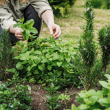 Green boutiQ - Vasteplant - Borderpakket - Theekruiden - Diversen - Soorten en kleuren - 6 Planten - Pot 11cm - Hoogte 15-25cm