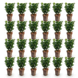 Green boutiQ - 24x Euonymus japonica Green Spire - Kardinaalsmuts - Haagplanten - Groenblijvend - Groen - Pot 9cm - Hoogte 20-25cm
