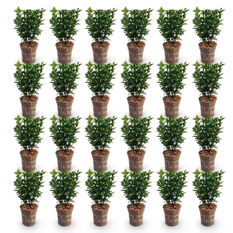 Euonymus japonica Green Spire — Kardinaalsmutshaag, 24 stuks, 20-25 cm