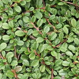 24x Cotoneaster pr. 'Streib's Findling' - ↕10-25cm - Ø9cm