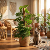 Green boutiQ - Kamerplant - Monkey Mask - Monstera Andansonii Mosstok - Groen - Weinig onderhoud - 1 Plant - met Mand - Pot 19cm - Hoogte 90cm