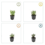 12x Lavandula ang. 'Munstead' - ↕10-25cm - Ø9cm