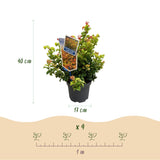 Green boutiQ - Tuinplant - Leucothoe Curly Gold - Geel - 1 Plant - Groenblijvend - Weinig Onderhoud - Pot 17cm Hoogte 40cm
