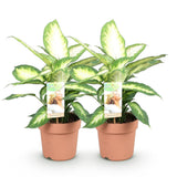 Green BoutiQ - Green is... Kamerplanten - Diefenbachia Camilla - Dieffenbachia - Weinig onderhoud - Groen - 2 Planten - Pot 17cm - Hoogte 45-50cm