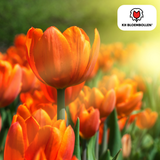 Tulpenbollen Icoon — oranje dubbelbloemige tulp, 20 stuks (maat 11/12)