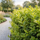 Green boutiQ - 24x Ligustrum ovalifolium Aureum - Bontbladige Liguster - Haagplanten - Groenblijvend - Bont - Pot 9cm - Hoogte 35-45cm
