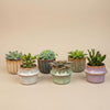 Succulenten Set van 6 in Keramische Mini Potjes Barcelona -↑ 8–12 cm