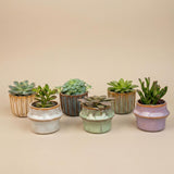 Succulenten Set van 6 in Keramische Mini Potjes Barcelona -↑ 8–12 cm