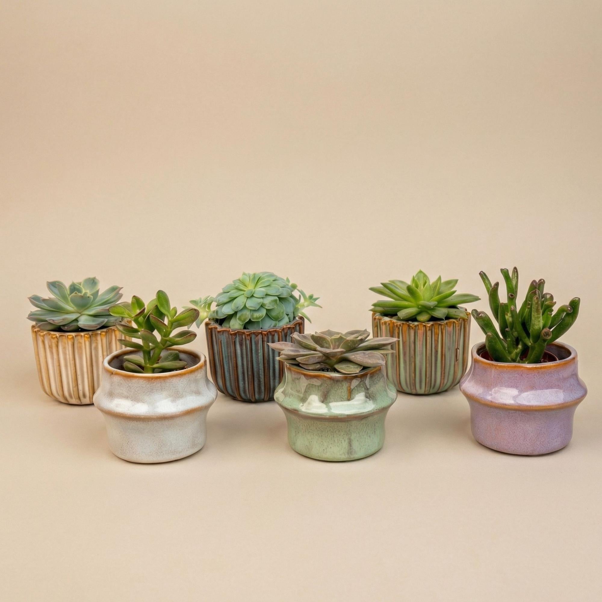 Succulenten Set van 6 in Keramische Mini Potjes Barcelona -↑ 8–12 cm
