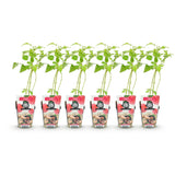 Green boutiQ - Fruitplanten - Framboos - Rubus idaeus Heritage - Winterhard - 6 Planten - Pot 9 cm - Rode Framboos