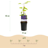Green boutiQ - Klimplant - Clematis The President - Bloem Roze - Weinig onderhoud -2 planten -Pot 11cm Hoogte 40cm