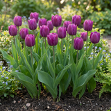 30x Tulipa Triumph Purple - Triomftulp - Paars - Voorjaarsbloeier - Bolmaat 11/12