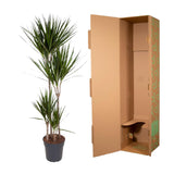 Dracaena Marginata - 180 cm - ø27