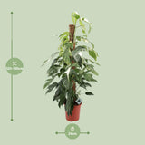Epipremnum Pinnatum Albo Variegata - Ø24cm - ↕125cm