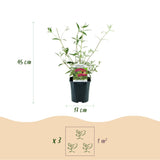 Green boutiQ - Tuinplant - Buddleja davidii Royal Red - Vlinderstruik - Winterhard - Rood - 1 Plant - Pot 17cm - Hoogte 45cm