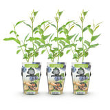 Green boutiQ - Fruitplanten - Blauwe Bes - Vaccinium corymbossum Goldtraube - Winterhard - 3 Planten - Pot 9 cm - Blauwe Bes
