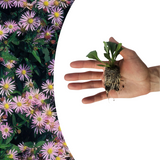 Aster – 6 Pluggen | Zelf Kweken & Genieten van een Kleurrijke Najaarstuin!