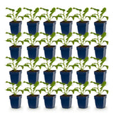 Green boutiQ - Vasteplant - Echinacea purp. Alba - Zonnehoed - Bijen- en vlinderlokkers - Wit - 24 Planten - Pot 11cm - Hoogte 15-25cm