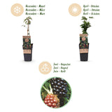 Green boutiQ - Fruitplant - Rubus fruticosus Thornless Evergreen - Bramenplant - Doornloos - Zwarte Braam - 2 Planten - Pot 15cm - Hoogte 50cm