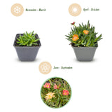 12x - Delosperma mix - Ø7cm - ↕10-12cm