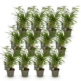 Green boutiQ - Bamboe - Fargesia Rufa - Bladhoudend - Niet Woekerend - Groen - 12 Planten - Pot 14cm - Hoogte 35cm