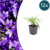 12x Campanula pers. 'Coerulea' - ↕10-25cm - Ø9cm