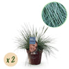 Green boutiQ - Siergrassen - Festuca glauca Intense Blue- Blauw - 2 Planten - Bladhoudend - Weinig Onderhoud - Pot 17cm Hoogte 50cm