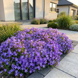 Green boutiQ - Vasteplant - Campanula posch. Stella - Perzikbladklokje - Bodembedekkend - Paars - 3 Planten - Pot 11cm - Hoogte 15-25cm
