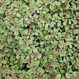 48x Cotoneaster pr. 'Queen of Carpets' - ↕10-25cm - Ø9cm