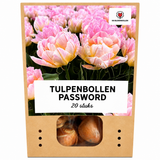 Tulpenbollen Password — roze dubbelbloemige tulp, 20 stuks (maat 11/12)