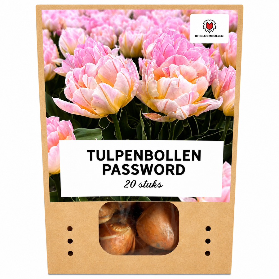 Tulpenbollen Password — roze dubbelbloemige tulp, 20 stuks (maat 11/12)