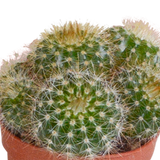 Cactus mix 5.5 cm - 10x - zonder pot