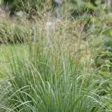 Green boutiQ - Grassen - Molinia arund. Karl Foerster - Pijpestrootje - Met Pluim - Groen - 24 Planten - Pot 11cm - Hoogte 15-25cm