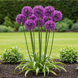 Green boutiQ - Bloembollen - Allium Purple Rain - Kleur Paars - 40 stuks - Bolmaat 10/12