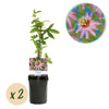 Green boutiQ - Passiebloem - Passiflora Anastasia- Bloem Roze - Weinig onderhoud - 2 planten - Pot 11cm Hoogte 40cm