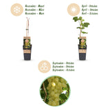 Green boutiQ - Fruitplant - Vitis vinifera Lakemont - Druivenplant - Winterhard - Goudgele Druif - 2 Planten - Pot 15cm - Hoogte 50cm