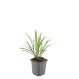 48x Liriope muscari 'Ingwersen' - ↕10-25cm - Ø9cm