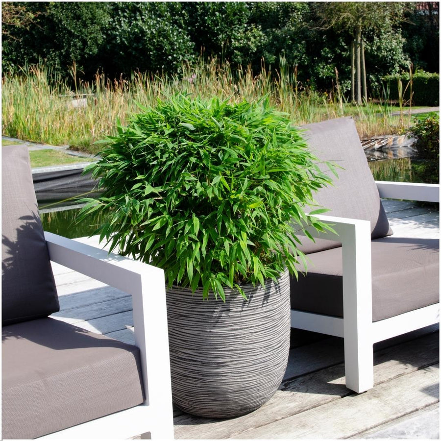 Fargesia moontears 'Boobux XL — Bamboehaag, 1 stuks, 70 cm