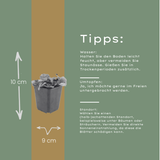 24x Tiarella cordifolia - ↕10-25cm - Ø9cm