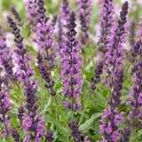 Green boutiQ - Vasteplant - Salvia nem. Sense Deepl Pink - Salie - Bijen en Vlinderlokkers - Roze - 1 Plant - Pot 11cm - Hoogte 15-25cm