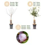 Green boutiQ - Fruitboom - Prunus domestica Opal - Pruimenboom - Winterhard - Paars-Rode Pruim - 1 Plant - Pot 21cm - Hoogte 90cm