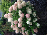 Green boutiQ - Pluim Hortensia - Hydrangea panniculata Limelight - Bloem Creme Wit- 1 Plant - Bladverliezend - Grote Bloemen - Pot 17cm Hoogte 50cm