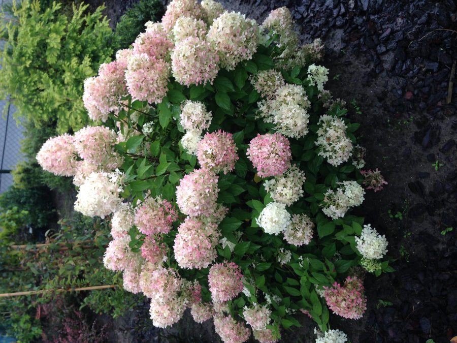Hydrangea paniculata Limelight – 50 cm hoog (foto 5)