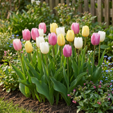 12x Tulipa Sorbet mix - Tulp Sorbet mix - Diversen - Voorjaarsbloeier - Bolmaat 11/12