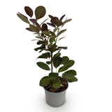 Green boutiQ - Tuinplant - Cotinus coggyria Royal Purple - Paars - 1 Plant - Bladverliezend - Weinig Onderhoud - Pot 12cm Hoogte 35cm