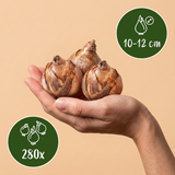 Bollenmix Sunny Garden — voor droge zonnige plekken, 280 stuks (maat 10/12)