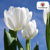 Tulpenbollen Catherina — zuiver witte tulp, 20 stuks (maat 11/12)