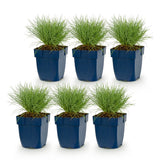 Green boutiQ - Vasteplant - Festuca glauca - Blauwgras - Groenblijvend - Blauw - 6 Planten - Pot 11cm - Hoogte 15-25cm