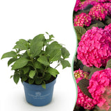 Green boutiQ - Tuinplant - Hydrangea Endles Summer Summer Love Red - Hortensia - Winterhard - Rood - 1 Plant - Pot 14cm - Hoogte 20-25cm